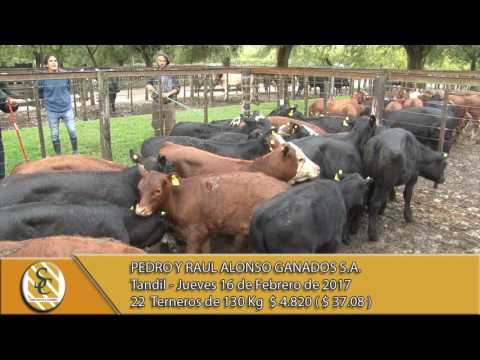 16-02-17 Venta de Machos - Pedro y Raul Alonso Ganados S.A. - Tandil.