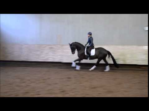 Diarado x Cor de la Bryere