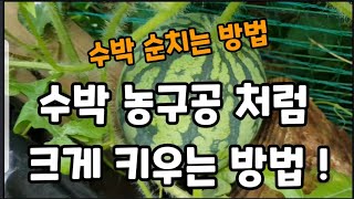 수박"! 이렇게 키우면 농구공 처럼 커져요~ #수박키우는방법 #수박크게키우는방법 #수박순치는방법 #수박거름주…