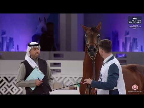 N 266 ZAIN AL THUMAMA   4th Doha International Arabian Horse Show 2024   Stallions 7 10 Years Old Cl