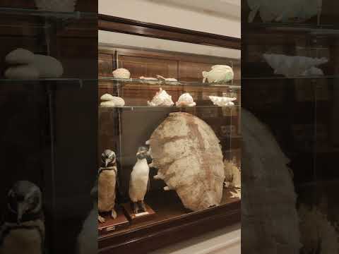 Colonia Diaries💝💝 #travel #coloniadelsacramento #uruguay #couple #traveldiaries