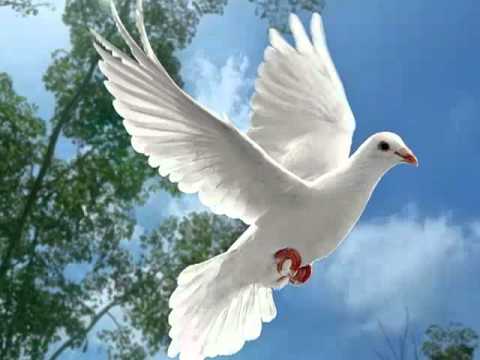 Maria Maca - Nu am pe nimeni