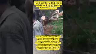 Download lagu s3r3mm p0h0n b4rv sj4 dit3b4ng di4re4 p3m4k4mn tib42 berd1r1 k3mb4l1😱😩 #fypviral #trendingshorts mp3