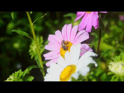 Bio-Imkerei Königsreiner Imagefilm