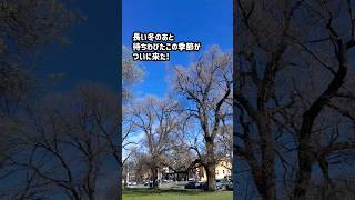 今年は春の訪れの早いメルボルン 2024 Spring has sprung  in Melbourne