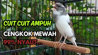 Download lagu KENARI GACOR  Cuit CUIT BIRAHI SUARA Kenari MASTERAN TERBAIK UNTUK PANCINGAN & MASTERAN Kenari PAUD mp3