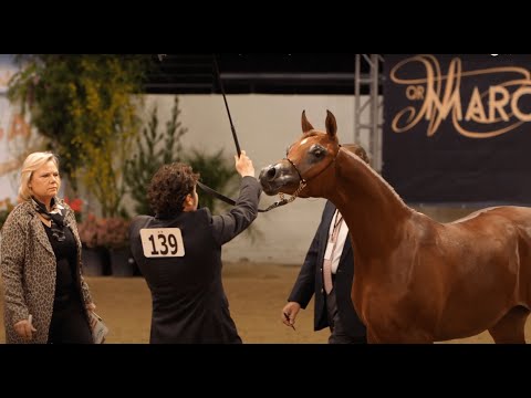 🏆 ALJASSIMYA FARM 🏆 - Awarded Best Breeder Cup in Las Vegas 2018