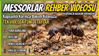 Messor Rehber Videosu / Hasatçı Karınca / Hobiye Giriş