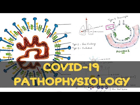 LYTIC CYCLE BY PHANINDRA GUPTHA