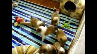 Lakeside Shelties 2012 Sept Sadie's litter