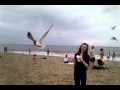Sea Gull Attack Capture Of The French Fry