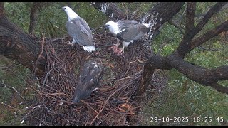 Sea EagleCAM~Bieliki Sydney -  Dad z dostawą, Lady zabiera i karmi SE35 pod gniazdem 2025 10 29