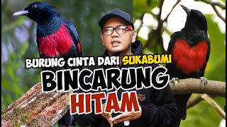Download lagu MENUJU PUN4H..!! BINCARUNG HITAM - SI BURUNG CINTA DARI SUKABUMI mp3