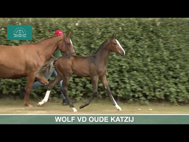 WOLF VD OUDE KATZIJ