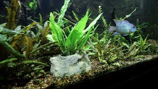Planter Rocks and Plants From Aquarium Co-Op