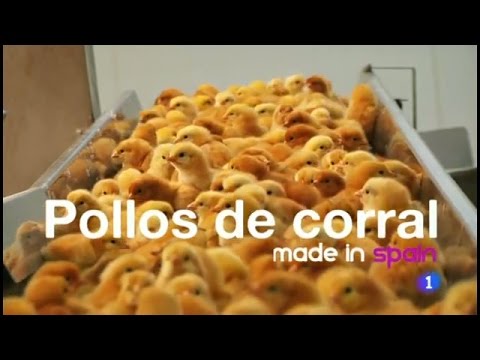49-Fabricando Made in Spain - pollos corral