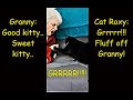 AngryCat Beats Up Human In 6 Seconds TryNotToLaugh Grumpy Tuxedo