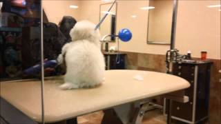 Zoey, the toy poodle gets groomed at a Petsmart grooming salon for the 1st time