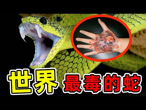 台灣最毒的蛇排名