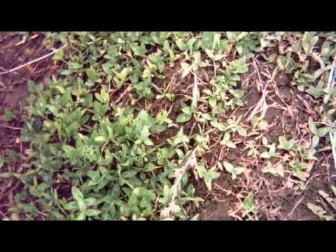 Kura Clover Spring Growth