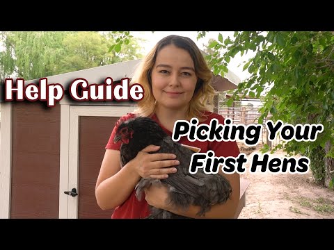 あなたに最適な鶏の品種