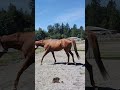 A Video Of A Horse Pooping Shorts