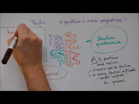 Protein Synthesis 5 - Folding