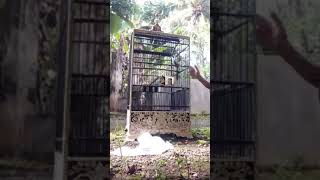 Download lagu Tembakan tengkek buto cendet 'Werkudoro' !! mp3