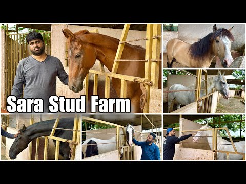 Sara Stud Farm (Mahapoli) Full Farm Tour | Kathiawari & Marwari Horses 