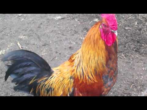 download lagu mp3 mp4 Russet Blue Chicken, download lagu Russet Blue Chicken gratis, unduh video klip Russet Blue Chicken