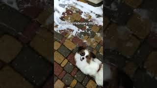 don&#39;t give up i won&#39;t give up #dogtraining #papillon #shorts