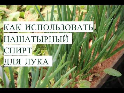 Нашатырный Спирт для Лука. Тонкости Успешной Посадки Лука. (20.05.2017)