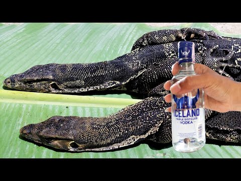 , title : 'INDONESIAN EXTREME FOOD❗❗ Cutting and Cooking 2 Monitor Lizards Boil Vodka !!'