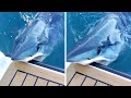 Curious Mako Shark Bites Boat