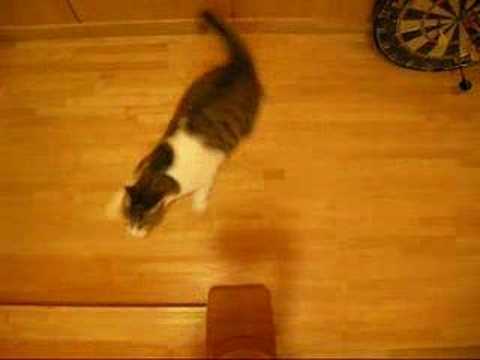 WRC Cat
