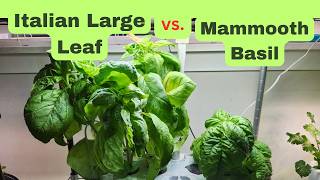 Mammoth Basil vs Italian Large Leaf Basil - Aerogarden Hydroponics Growing