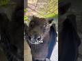 Flying Fox World S LARGEST Bat