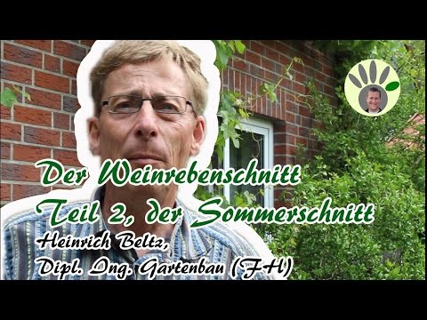 Weinrebenschnitt Teil 2- Heinrich Beltz - Wein schneiden im Sommer