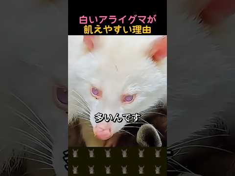白いアライグマが飢えやすい理由