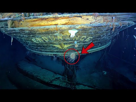 Underwater Robots Find Shackleton's Endurance Shipwreck in Antarctic