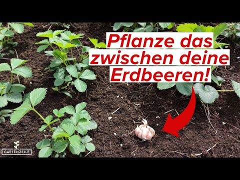 Darum solltest du unbedingt Knoblauch und Erdbeeren zusammen pflanzen