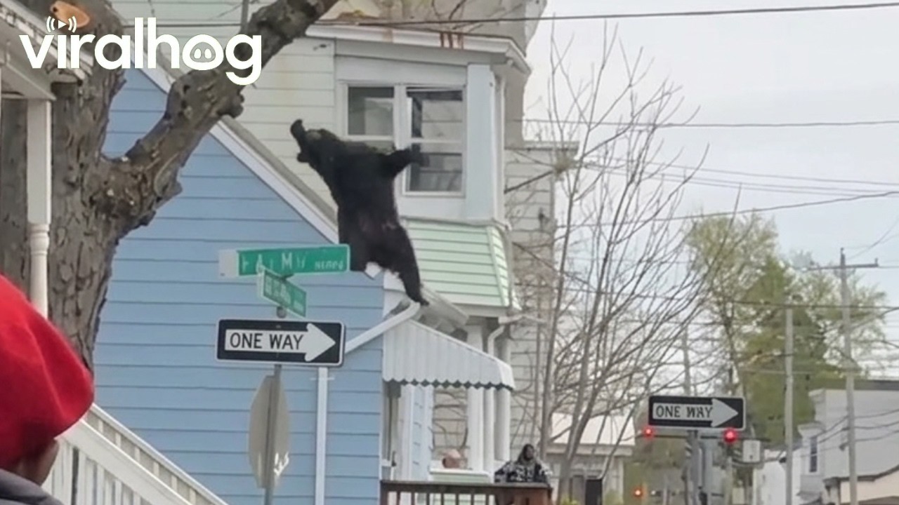 Albany Bear Falls Into Net || ViralHog