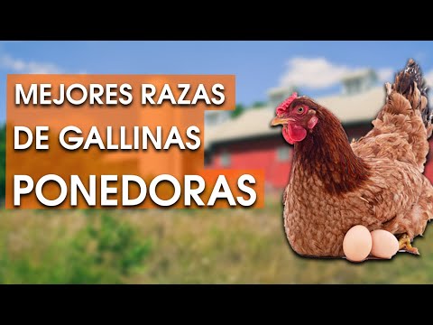 , title : 'Las 13 mejores razas de gallinas ponedoras 🐔'