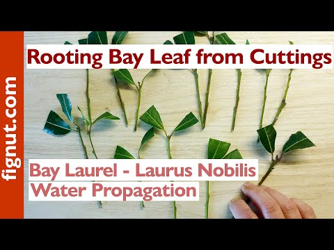 , title : 'Rooting Bay Leaf From Cuttings (Bay Laurel - Laurus Nobilis)'