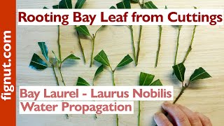 Rooting Bay Leaf From Cuttings (Bay Laurel - Laurus Nobilis)