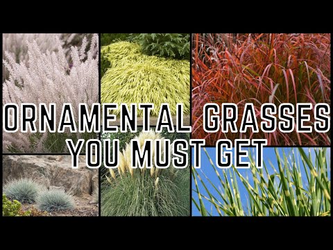12 Ziergräser, die perfekt für Ihre Landschaft sind! 🌾