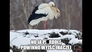 Miniaturka - Hero zero PL29 #20 Co ja myślałem ...