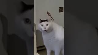 Download lagu MENTAHAN KUCING HAH ๐ฆ mp3 Download lagu MENTAHAN KUCING HAH ๐ฆ mp3