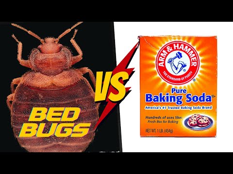 How to use Baking Soda to get rid of Bed Bugs (COMPLETE TUTORIAL)