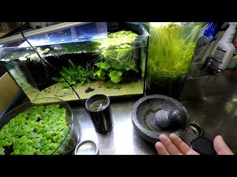 How To Improve Shrimp Survivability by Feeding Baby Shrimp Finer Food